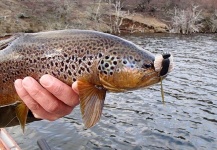 Fly-fishing Image of Brown trout shared by La Vaguada  Fly Fishing – Fly dreamers