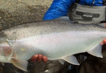 Fly-fishing Picture of Steelhead shared by Claudio Martin – Fly dreamers