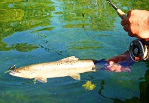  Mira esta fotografía de Pesca con Mosca de Musicarenje.net  - Murino – Fly dreamers