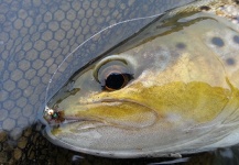 Fly-fishing Pic of English trout shared by Jeremy Treweek – Fly dreamers 