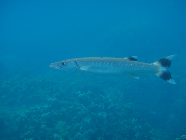 When I was in Maui Snorkeling I ran across this four foot barracuda... he was just sitting still waiting for his next meal... 