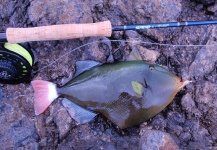 Hyrum Weaver 's Fly-fishing Photo of a Triggerfish – Fly dreamers 