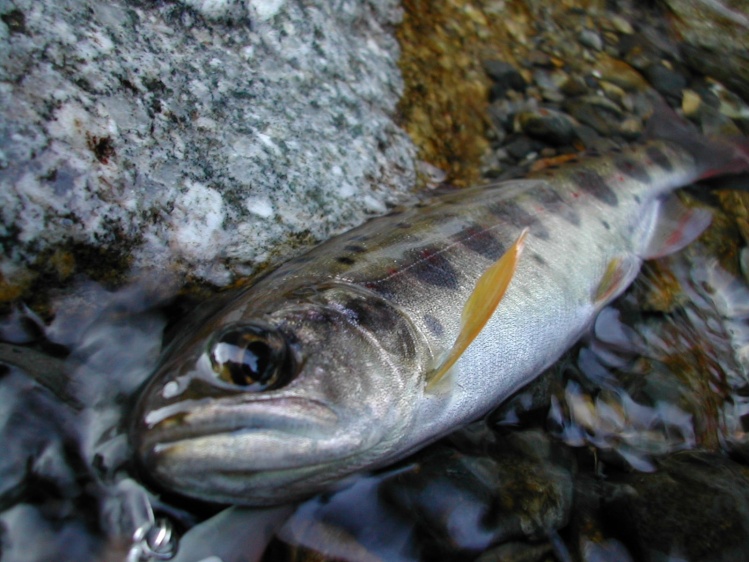 Spotted Masu Trout