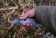 some trout of today! 
