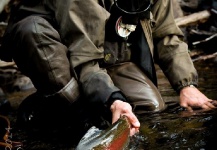  Fotografía de Pesca con Mosca de Trucha arcoiris por Peter Broomhall – Fly dreamers 