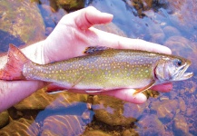  Imagen de Pesca con Mosca de Trucha de arroyo o fontinalis compartida por Brad Billings – Fly dreamers