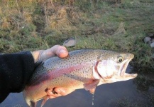 Fly-fishing Picture of Rainbow trout shared by Tony Hunter – Fly dreamers