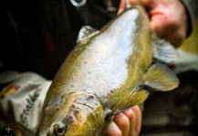 Peter Broomhall 's Fly-fishing Picture of a Brown trout – Fly dreamers 