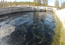 Trout hatchery at 10,200 ft. elevation. Colorado   4.14