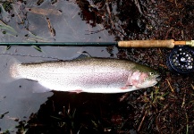 Jason Bordash 's Fly-fishing Catch of a Rainbow trout – Fly dreamers 