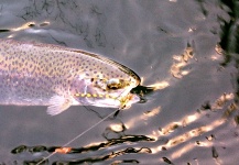 Jason Bordash 's Fly-fishing Catch of a Rainbow trout – Fly dreamers 