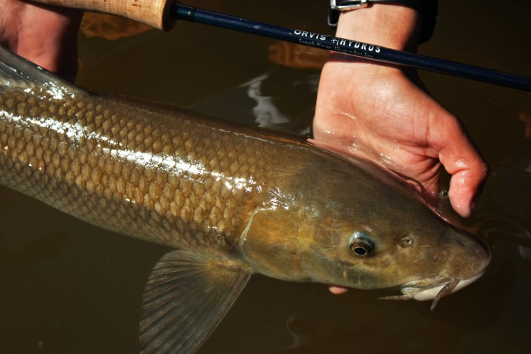 While I was fishing walleyes...great barb bites!