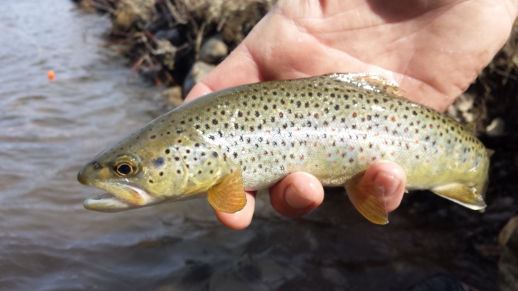 Thankful for another Colorado brown.