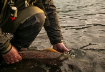  Fotografía de Pesca con Mosca de Trucha marrón por Sergio Calero – Fly dreamers 