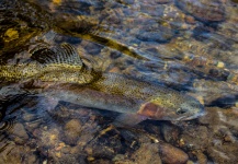 Drew Fuller 's Fly-fishing Image of a Rainbow trout – Fly dreamers 