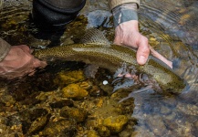 Drew Fuller 's Fly-fishing Picture of a Rainbow trout – Fly dreamers 