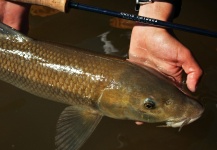 Fly-fishing Image of Barbel shared by Edu Cesari – Fly dreamers