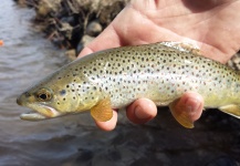 Fly-fishing Image of Salmo fario shared by Heath Cummings – Fly dreamers