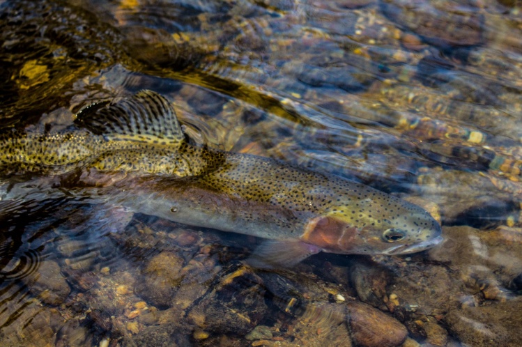 Big NC rainbow released