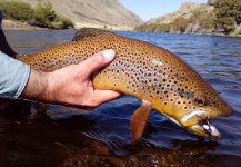 Cristian Luchetti 's Fly-fishing Picture of a Brown trout – Fly dreamers 