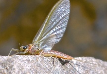Fly-fishing Entomology Photo by Scott Furushima – Fly dreamers 