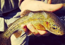  Captura de Pesca con Mosca de Trucha arcoiris por Mike Campbell – Fly dreamers