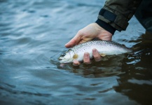  Fotografía de Pesca con Mosca de Trucha marrón por Brothers On The Fly – Fly dreamers 