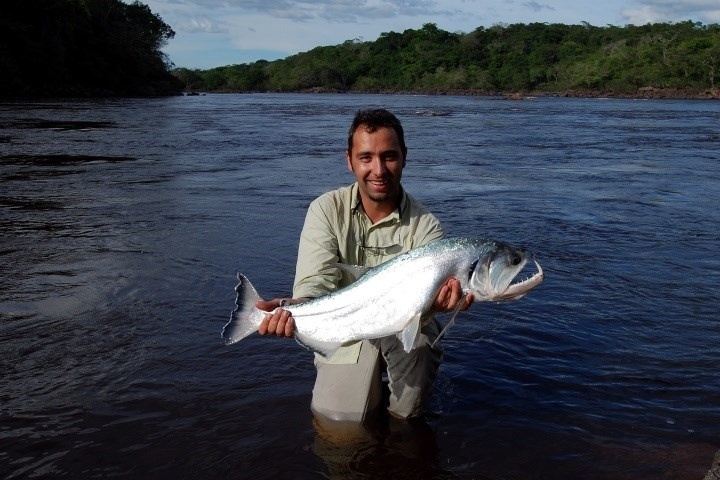 Venezuelian payara
