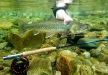 Fly-fishing Picture of Arctic Char shared by Rafal Slowikowski – Fly dreamers