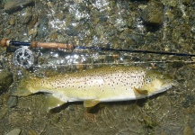 Jeremy Treweek 's Fly-fishing Pic of a Brown trout – Fly dreamers 