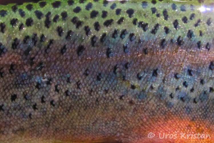 Rainbow trout from Ribnica river
