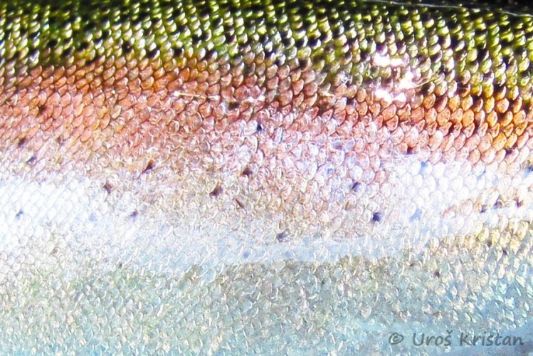 Rainbow trout from Poljanska Sora river