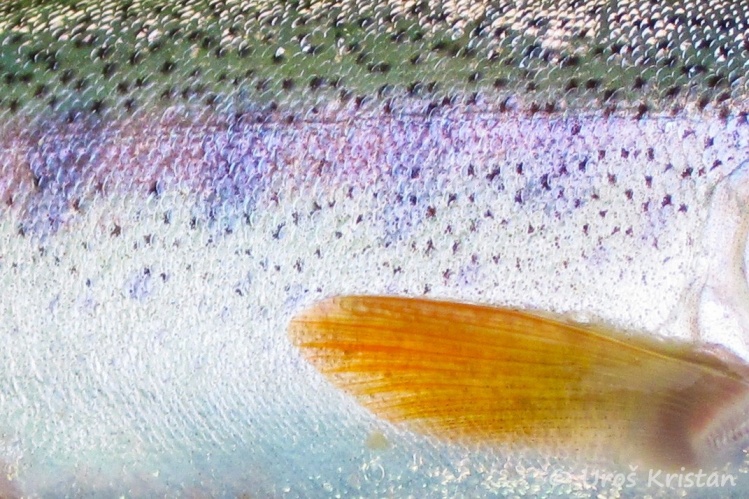 Rainbow trout (small) from Iška river