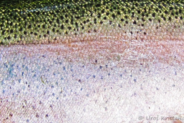 Rainbow trout from Ljubljanica river