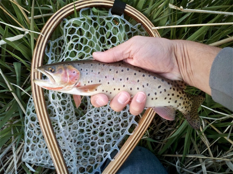 Pretty little Cutthroat

www.kidderfishing.blogspot.com