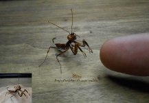 Mira esta Gran fotografía de atado de moscas de Sergio Córdoba