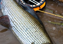 Callum Conner 's Fly-fishing Photo of a Grayling – Fly dreamers 