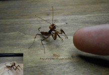 Interesting Fly-tying Pic by Sergio Córdoba 