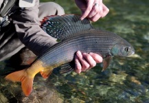 Rafal Slowikowski 's Fly-fishing Image of a Grayling – Fly dreamers 