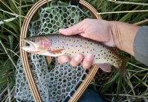 Tim Kidder 's Fly-fishing Image of a Cutthroat – Fly dreamers 