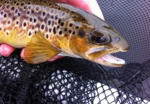 Few pics of thisweekends Scottish Loch Trout!!