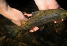  Foto de Pesca con Mosca de Trucha marrón compartida por Peter Broomhall – Fly dreamers