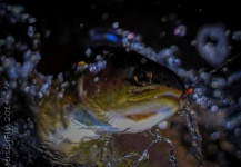  Fotografía de Pesca con Mosca de Trucha arcoiris compartida por Peter Broomhall – Fly dreamers