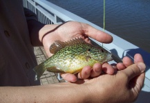 Fly-fishing Photo of Sunfish shared by LUIS SÁNCHEZ ANAYA – Fly dreamers 