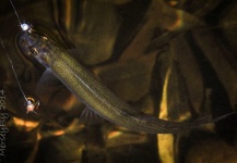 Peter Broomhall 's Fly-fishing Image of a Grayling – Fly dreamers 