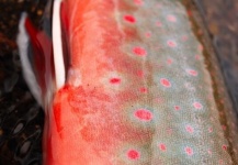 Rafal Slowikowski 's Fly-fishing Pic of a Dolly Varden – Fly dreamers 