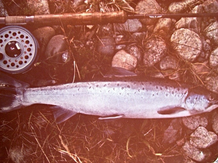 First landlocked salmon - Carrileufu river