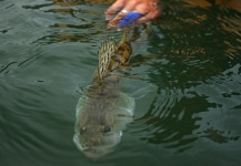 Edu Cesari 's Fly-fishing Catch of a Walleye – Fly dreamers 