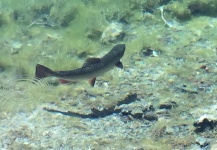  Imagen de Pesca con Mosca de Trucha de arroyo o fontinalis compartida por Luigi Mautino – Fly dreamers