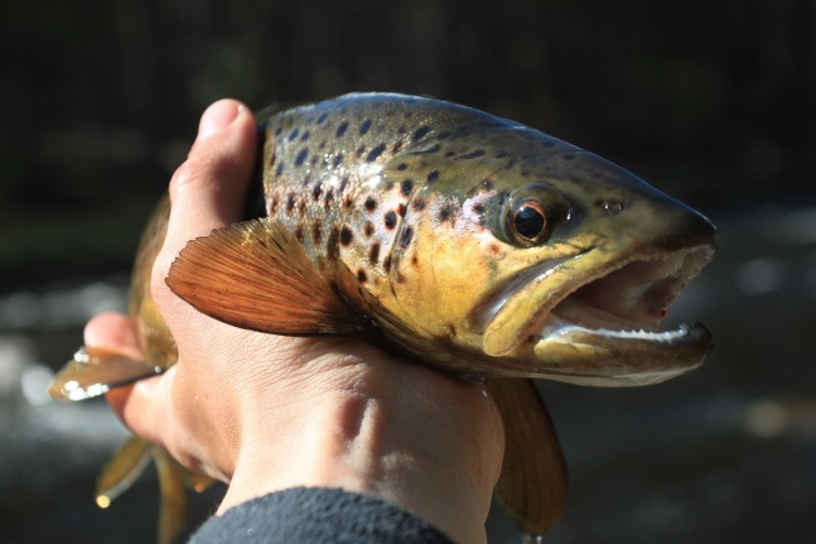 A beautiful wild brown trout caught on a size 12 Parachute Adams on the Neversink River NY. See the full story at <a href="http://kingfisher.brentdimmig.com/">http://kingfisher.brentdimmig.com/</a> 